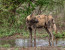 BIG 5 & PHOTOGRAPHY HIDE PHOTO SAFARI
