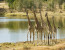 Pilansberg National Park