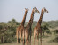 1 DAY TANZANIA SAFARI - ARUSHA NATIONAL PARK