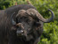 1 Day Arusha National Park Safari in 2023&2024 with BURIGI CHATO SAFARIS