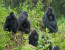 11-Day Primate, Tree Climbing Lions and Wildlife Safari