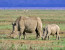 12 Day Extreme Wildlife Experience Botswana/Namibia