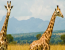 2 Days Murchison Falls Short Wildlife Safari Tour in Uganda