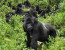 2 Days Rwanda Mountain Gorilla Tour Experience