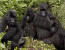 2 Days Rwanda Mountain Gorilla Tour Experience