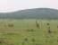06 Days Masai Mara – Lake Nakuru – Amboseli