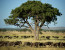 Wonder of the world tracking the Wildebeest migration safari in western Serengeti