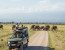 Amaizing Tanzania Serengeti Wildebeest Migration Special Family Safari.