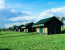 Wonder of the world tracking the Wildebeest migration safari in western Serengeti