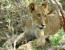 9-Day Zimbabwe's Safari Highlights