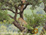 Pilanesberg to Kruger Tour