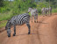 13-Day Explore Uganda & Rwanda Safari