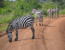 13-Day Explore Uganda & Rwanda Safari