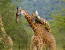 3-Day Akagera National Park Safari-Rwanda
