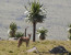 4 Days Trek in Bale Mountains National Park