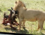 6-Day Masai Mara-Lake Nakuru - Amboseli Budget Safari
