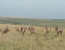 Tanzania in a short Glimpse