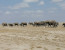 6 Days Masai Mara Wildebeest Migration Safari Holiday