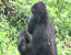 3 DAYS 2 NIGHTS GORILLA AND GOLDEN MONKEY TREKKING IN RWANDA