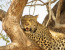 4-Day Central Kalahari Game Reserve and Nxai Pan.