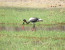 Tiger Fishing and Bird Watching on the Lower Zambezi