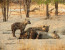 4-Day Central Kalahari Game Reserve and Nxai Pan.