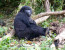 Congo Gorilla Express