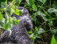 10-Day Murchison Falls Including Big 5, Chimp, Gorilla Trekking
