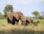 8 Day Serengeti Wildebeest Migration Safari