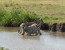 09 Days Southern Tanzania Mid-Range Lodges Road Safari