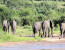 5 Days 4 Nights Ruaha Wildlife Lodge Safari