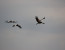 Tiger Fishing and Bird Watching on the Lower Zambezi