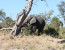 4 Day Okavango Delta Boat Safari