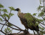 Tiger Fishing and Bird Watching on the Lower Zambezi