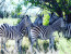 1 Day Moremi Game Reserve Tour