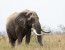 4 Day Bubezi Classic Safari & Panoramic Tour