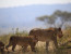 3 Days 2 Nights Day Mikumi National Park Lodge Safari