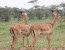 5 Days 4 Nights Ruaha Wildlife Lodge Safari