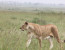 5 Days 4 Nights Ruaha Wildlife Lodge Safari
