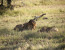 3-days luxury safari in Serengeti & Ngorongoro