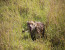 3-days luxury safari in Serengeti & Ngorongoro