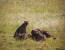 3-days luxury safari in Serengeti & Ngorongoro