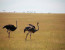 3-days luxury safari in Serengeti & Ngorongoro