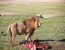 3-days luxury safari in Serengeti & Ngorongoro