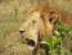 8 Days Masai Mara Lake Nakuru Camping Safari Holiday