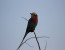 Tiger Fishing and Bird Watching on the Lower Zambezi