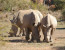 Pilanesberg to Kruger Tour