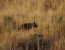 Pilanesberg to Kruger Tour