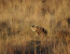 Pilanesberg to Kruger Tour