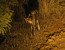 Pilanesberg to Kruger Tour
